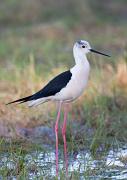 Stelzenlaeufer - Black-winged Stilt  (Himantopus himantopus)